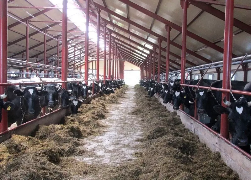 В Тарногском округе Вологодской области после реконструкции открылась животноводческая ферма