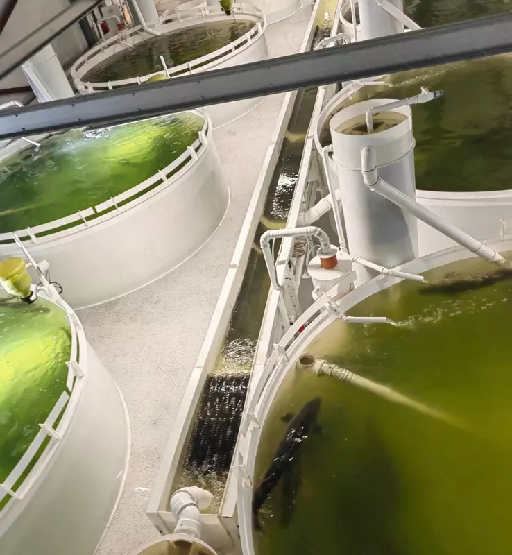 На базе ББЗ НЦК было разработано решение для рыбоводного предприятия