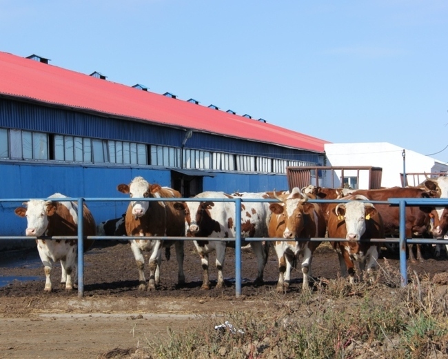 56 коров породы красноперстная приехали в колхоз «Луч» только 7 октября