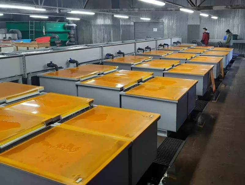 В Сахалинской области заложено на инкубацию более 1 миллиарда штук икры тихоокеанских лососей