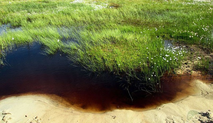 Природный водный объект, загрязненный нефтепродуктами