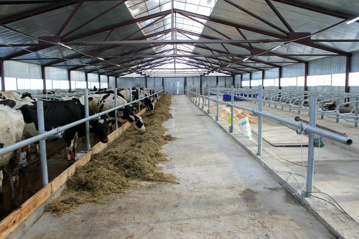 Новая роботизированная ферма на 140 молочных коров запущена в фермерском хозяйстве в Арзамасе