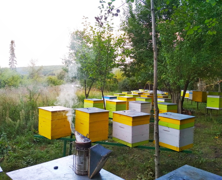Центр обучения пчеловодству