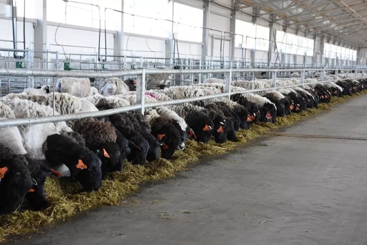 Мираторг запустил первую очередь овцеводческого комплекса в Тульской области