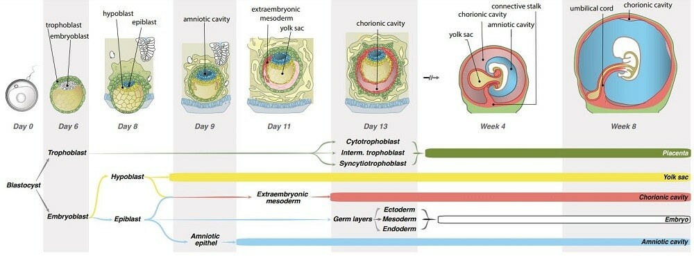 Иллюстрация происхождения разных тканей в развитии эмбриона человека. Источник: Rick Essers et al. // Nature Medicine, 2023