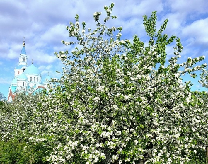 Сады Валаама самые старые из ныне существующих в России.
