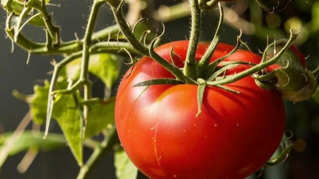В России после огуречного начался томатный бум