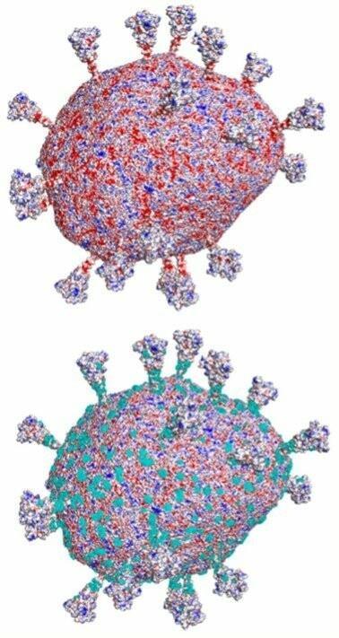 Распределение электростатического потенциала на оболочке вируса SARS-CoV-2 и сайты связывания поликатионного противовирусного соединения на примере производного фталоцианина цинка. Поверхность вириона окрашена в соответствии с величиной электростатического потенциала от -50 мВ (красный) до +50 мВ (синий). Молекулы производного фталоцианина цинка визуализированы в виде бирюзовых сфер