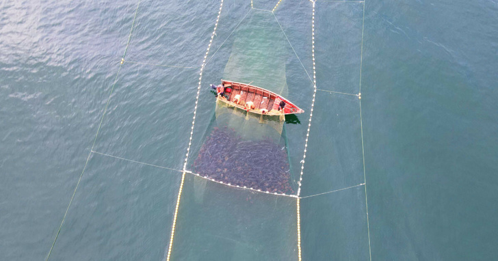 Беспилотники для решения проблем рыбного хозяйства