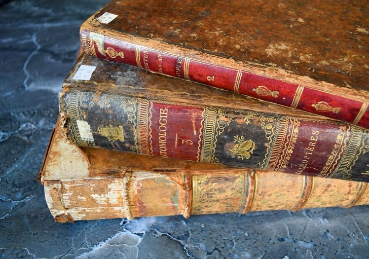 ЭЛАР оцифровал уникальные книги с гравюрами эпохи Просвещения