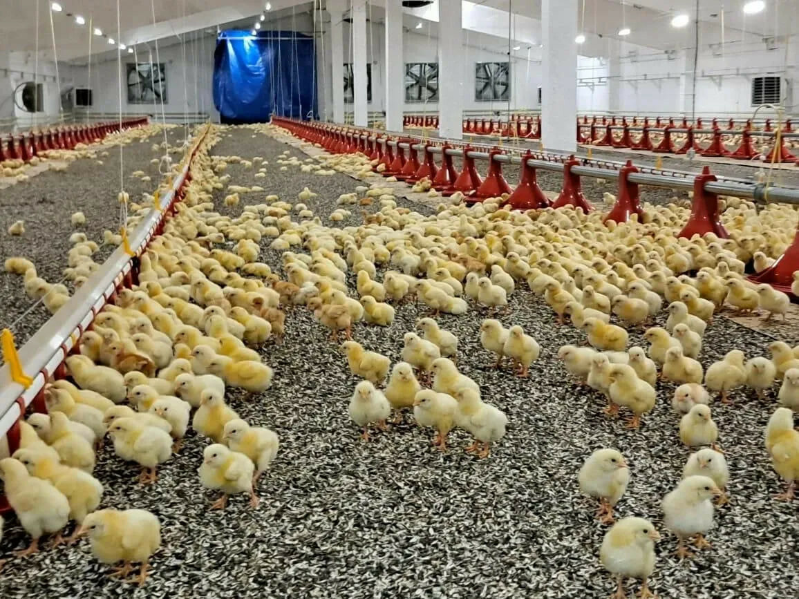 70 новых рабочих мест. В Башкирии открыт новый корпус птицефабрики «Чермасан» 