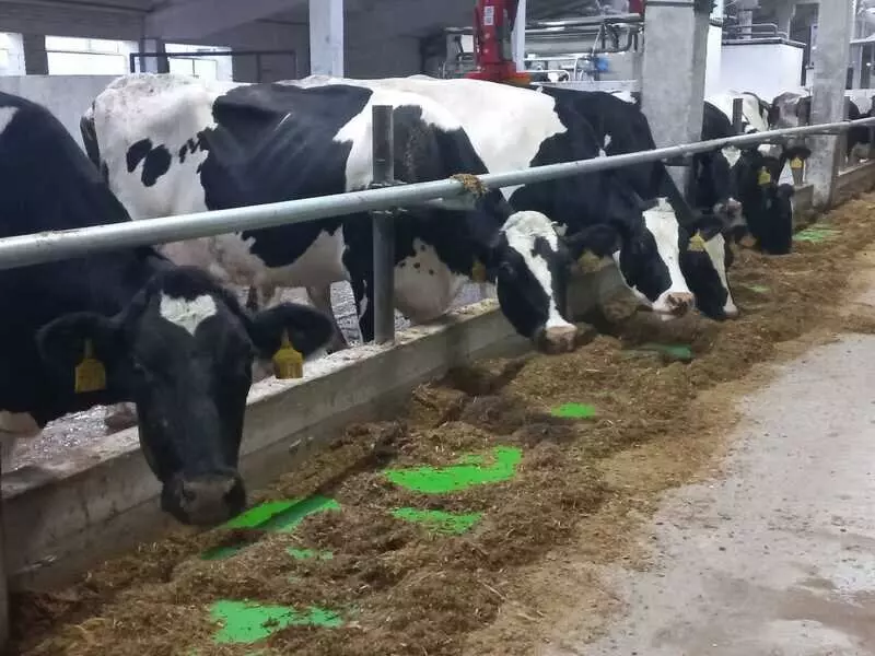 Фото №10 для статьи «Новые предприятия АПК и пищевой промышленности в декабре 2025 года»