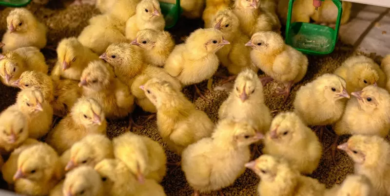 Изображение #10 для публикации «Новые предприятия АПК и пищевой промышленности в мае июне 2025 года»