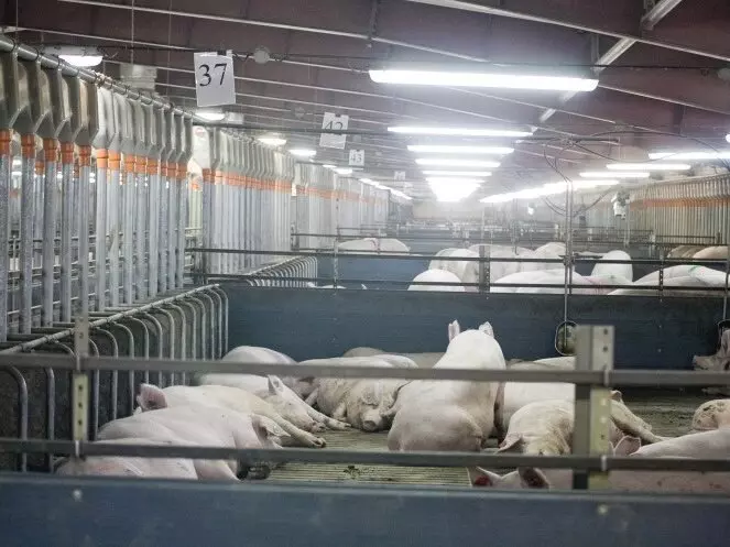 Изображение №6 для публикации «Новые предприятия АПК и пищевой промышленности в октябре ноябре 2022 года»