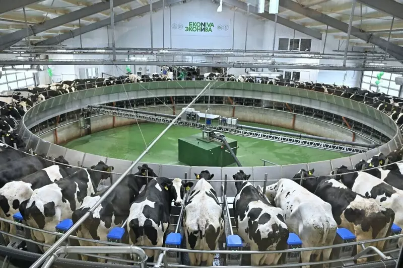Новый животноводческий комплекс на 3550 коров и 4630 молодняка открыли в Калужской области