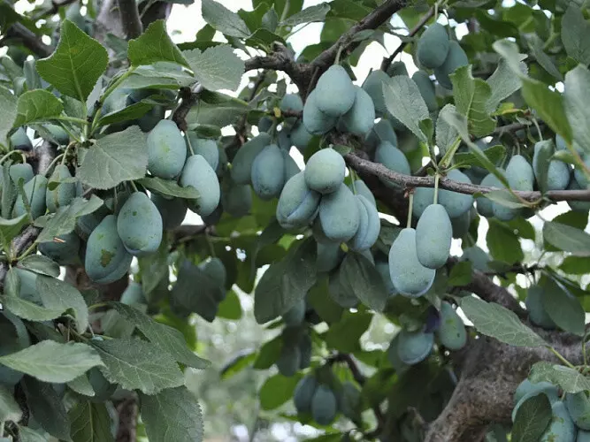 В Ростовской области открыли первое в РФ производство чернослива