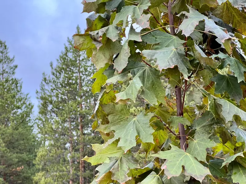 Иллюстрация 63 для статьи «Ямальский меридиан 16»