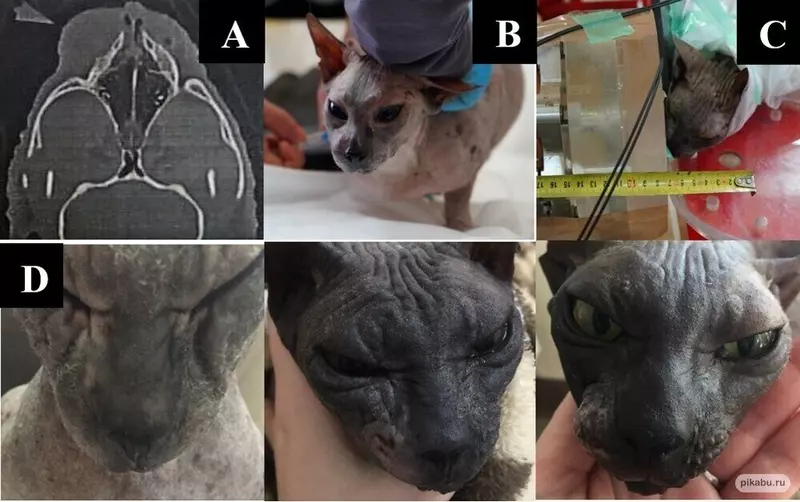 Иллюстрация №2 для поста «НИОКРы: Учёные ИЯФ и НГУ вылечили животных по методике БНЗТ»