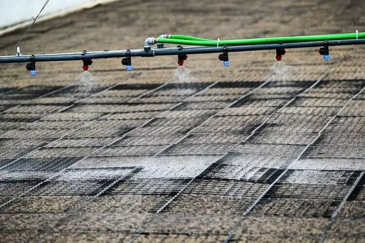 Изображение #8 для «Тюменское предприятие запустило линию по посадке семян хвойных деревьев»