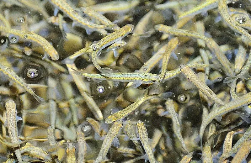 Дальневосточные филиалы ФГБУ Главрыбвод перевыполнили планы по выпуску лососевых