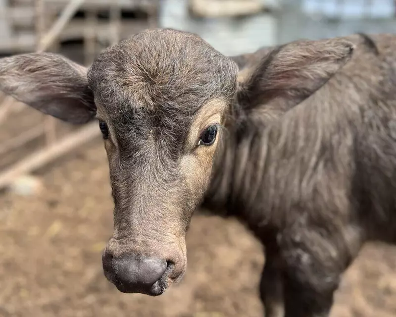 Изображение #2 для новости «туризм: Буйволиные фермы в России»