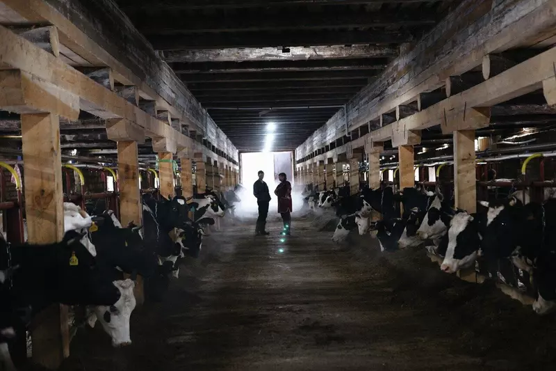 В Костромской области открыли новую молочную ферму