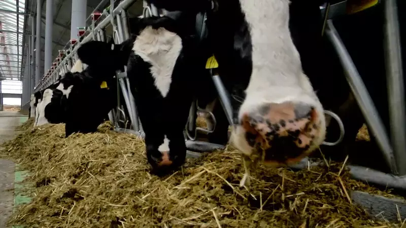 Картинка 5 для публикации «малый и средний бизнес: Новые коровники развитие животноводства в Нижегородской области»