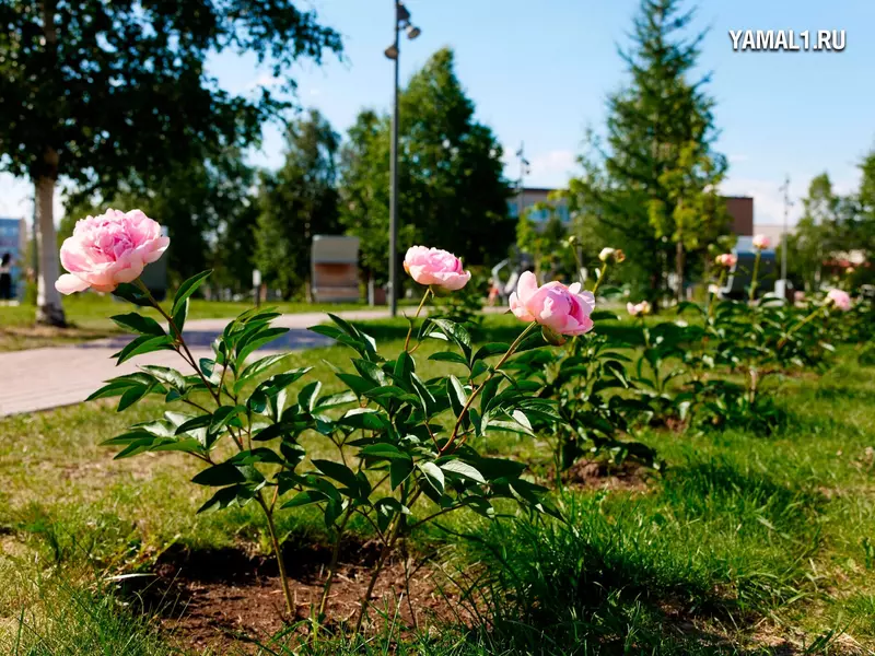 №49 для публикации «Ямальский меридиан 14»