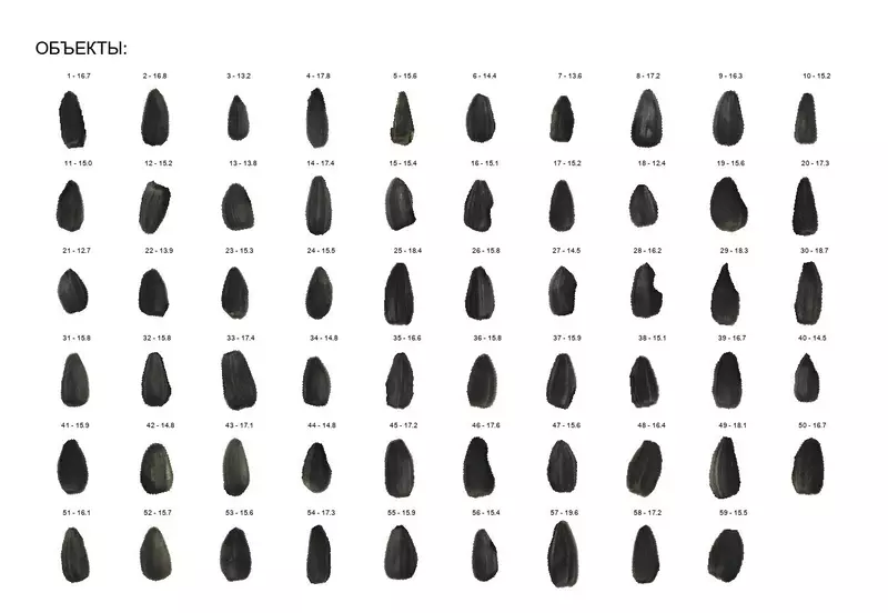 №2 для публикации «сисорт: СиСорт разработал сервис для аграриев за секунды измеряющий семена»