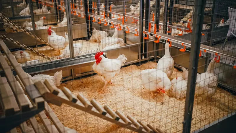 Изображение 2 для новости «птицеводство: Крупный птицеводческий комплекс запущен в подмосковном Сергиевом Посаде»