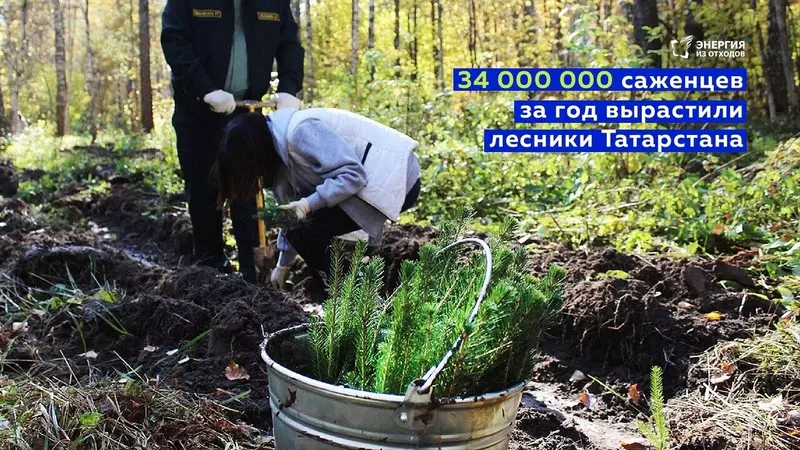 33 9 млн саженцев этом году вырастили лесники Татарстана