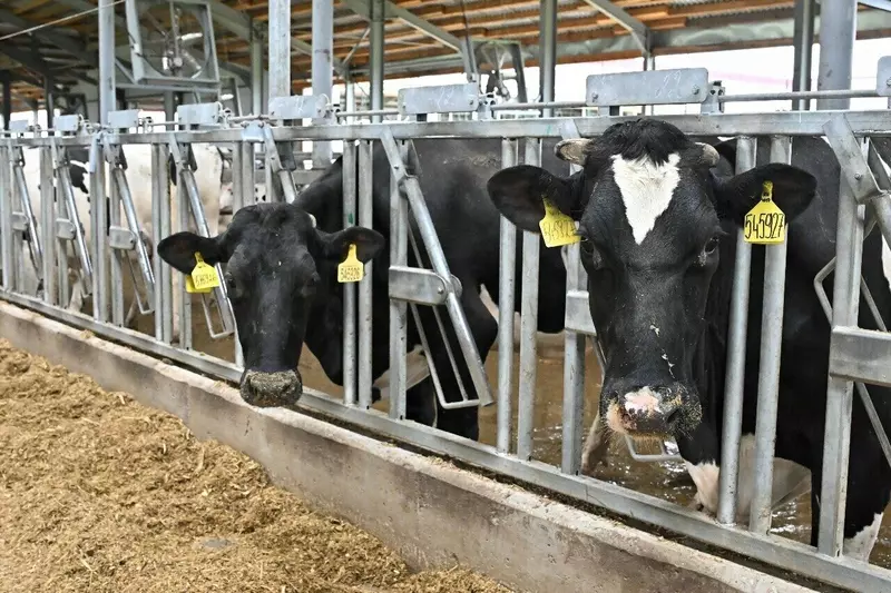 Изображение №4 для поста «Новый животноводческий комплекс на 3550 коров и 4630 молодняка открыли в Калужской области»