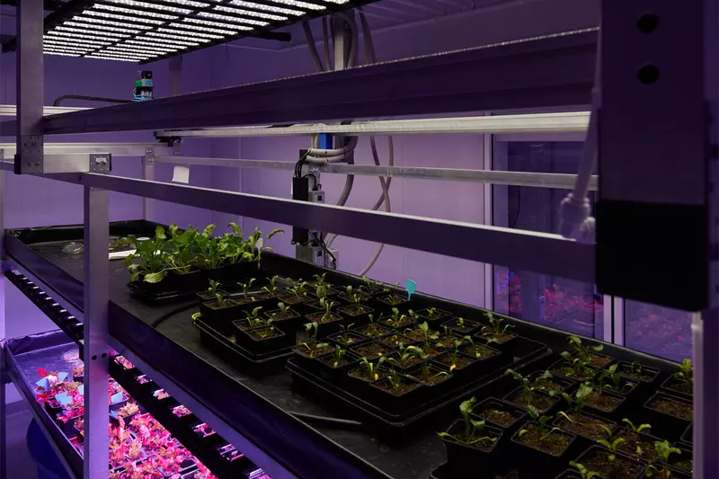 Фото #4 для публикации «импортозамещение: В Курчатовском геномном центре разработали установку для ускоренного развития растений»