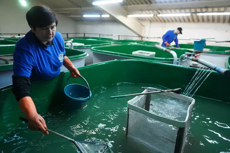 Картинка №5 для статьи «выпуск молоди рыб: Пополнение рек Сибири и Таймыра»