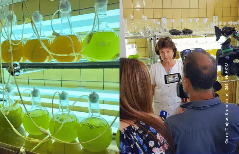 Потомство от выращенных в Черном море устриц впервые получили в Крыму