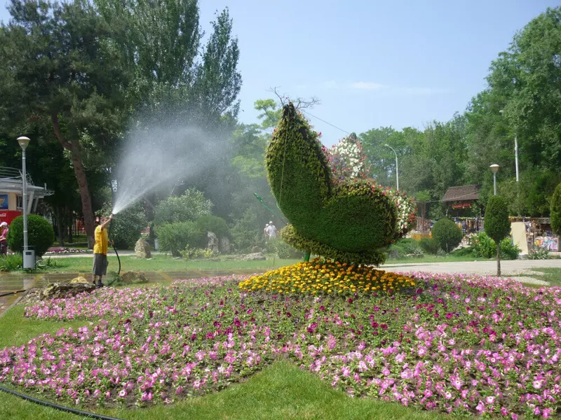 Кто создает красоту в Анапе великолепие цветов и деревьев АО Зеленстрой