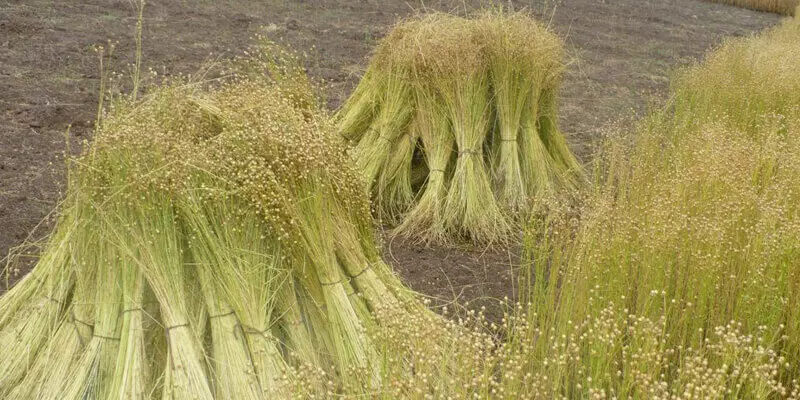 Изображение #2 для «льноводство: В Омской области после многолетнего простоя запущен завод по переработке льноволокна»