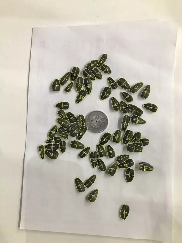 СиСорт разработал сервис для аграриев за секунды измеряющий семена