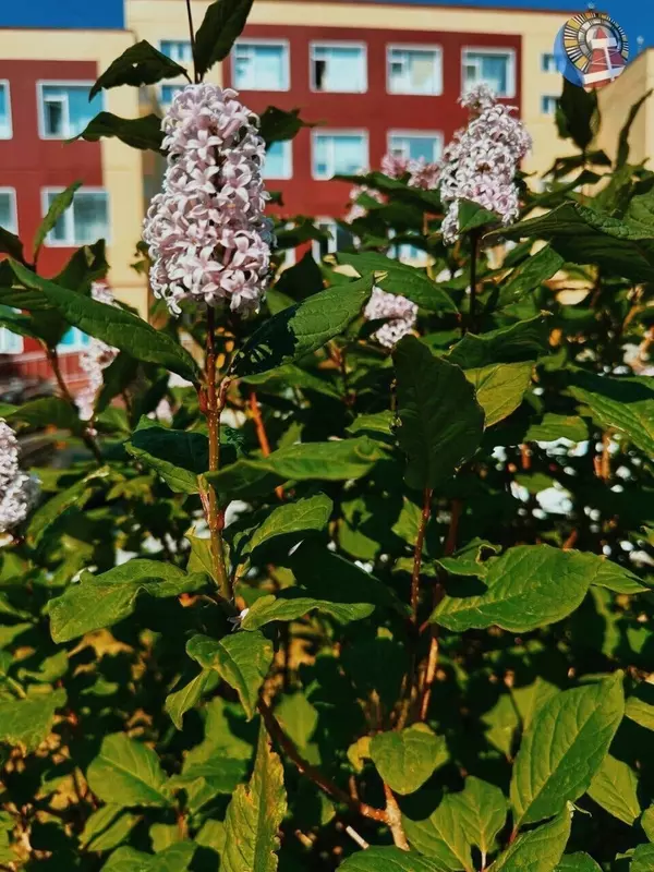 Иллюстрация #47 для публикации «Ямальский меридиан 14»