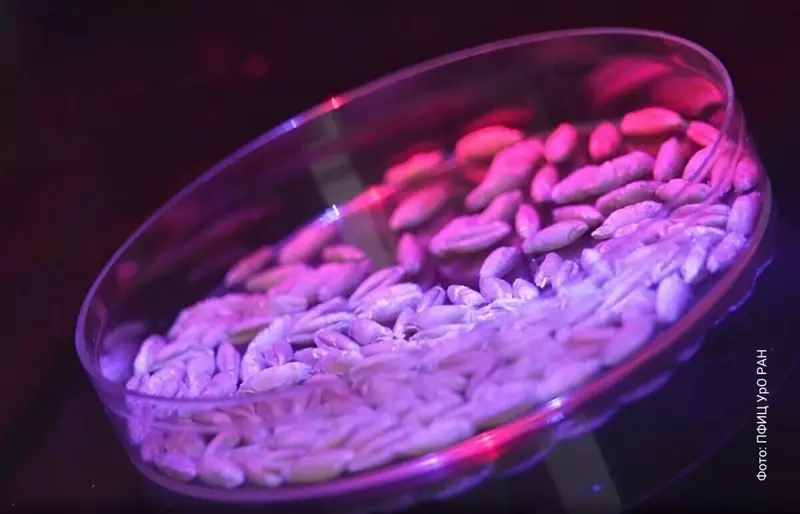 Пермские исследователи получили патент на способ обработки семян зерновых культур лазером