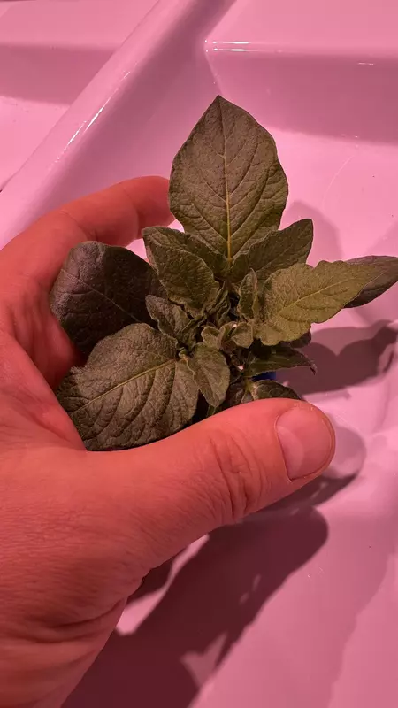 Запуск экспериментальной лаборатории для выращивания семенного картофеля