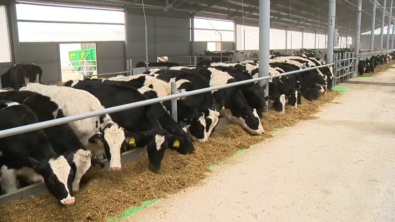 Фото №4 для новости «животноводство: Новые коровники развитие животноводства в Нижегородской области»
