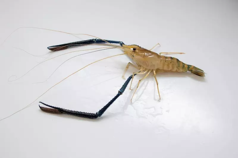 #1 для статьи «: »