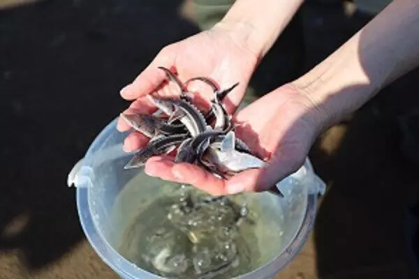 Изображение №3 для поста «Экология: Предприятия Роснефти в августе выпустили в реки и водоемы России около 15 млн мальков»