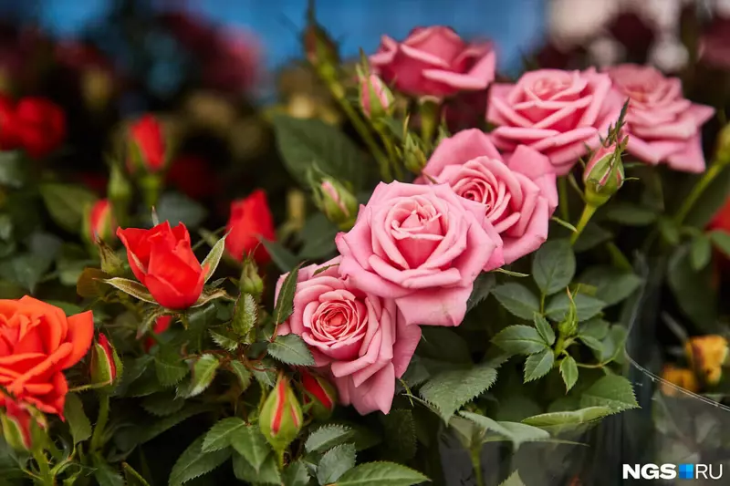 Картинка №4 для новости «ГК 