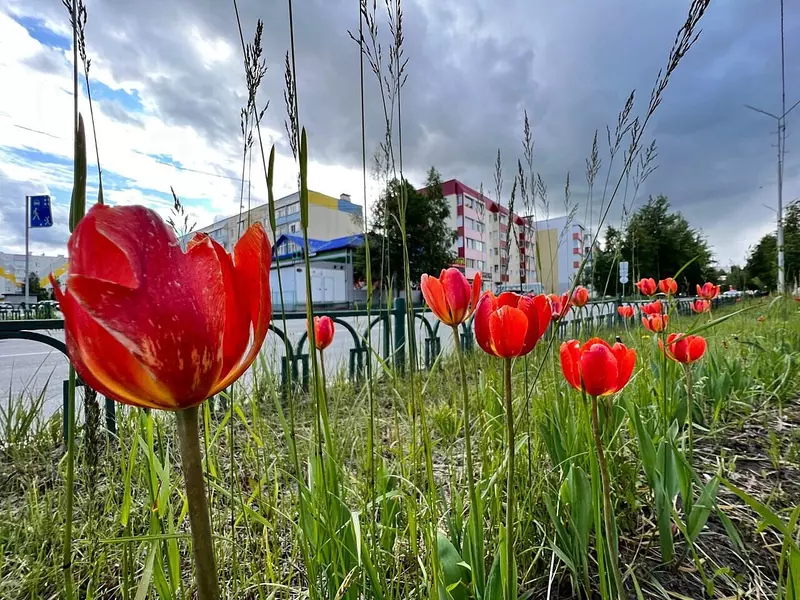 Иллюстрация №18 для новости «Ямальский меридиан 14»