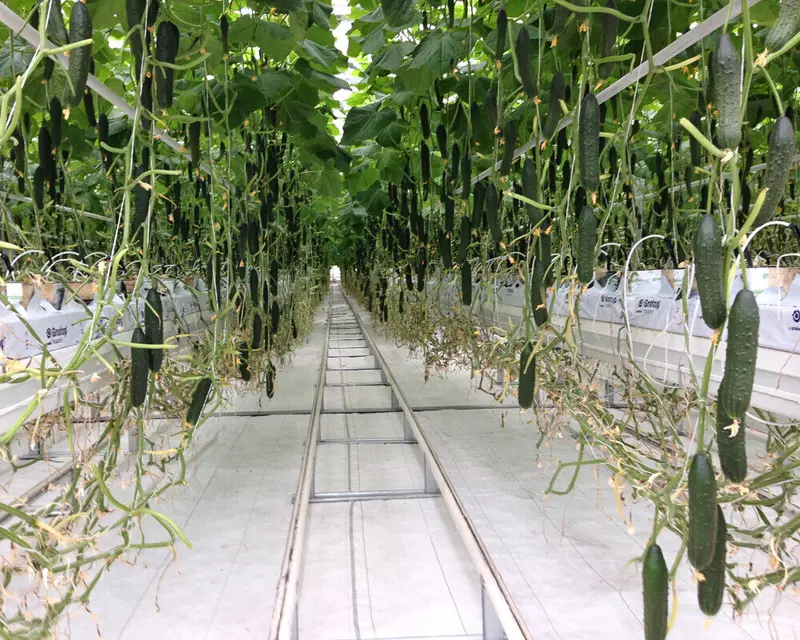 Фото #3 для поста «укрывные материалы: ГК Гекса пополнила ассортимент белой геотканью для теплиц»