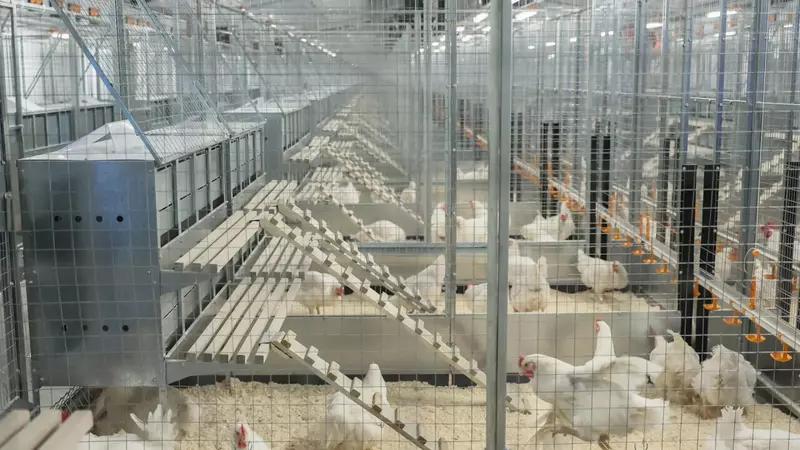 Изображение №3 для новости «Московская область: Крупный птицеводческий комплекс запущен в подмосковном Сергиевом Посаде»