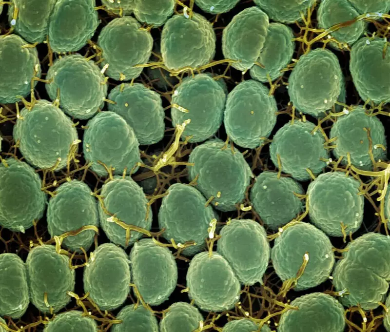 В ФИЦ химической физики разработали технологию быстрого и точного анализа бактерий