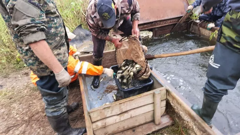Изображение #2 для новости «Рыбоводство: В Саратовское водохранилище выпустили более 3 млн штук молоди сазана»